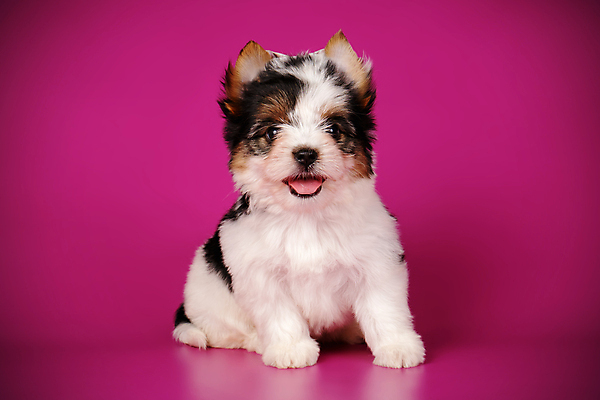 포토 JPG 해외이미지 동물 1 행복 새끼 백그라운드 새로움 털 미소 사람없음 빨간색 반려동물 귀여움 검은색 거울 흰색 개 달콤 강아지 작음 요크셔테리어 테리어 활 솜털 송곳니 기르기 비버 삼색 해외포토 감정 컬러 컨셉 포유류 표정 맛 치아 크기 돌봄 파일형식 이미지허브