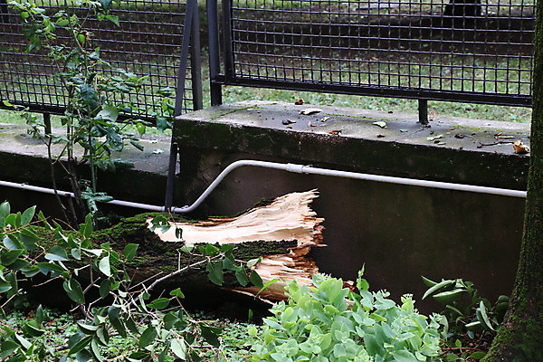 포토 JPG 해외이미지 나무 자연 바람 사람없음 야외 초록색 손상 나뭇가지 닫기 파편 위험 사건 폭풍 잡동사니 다리찢기 깨짐 단절 폭풍우 허리케인 해외포토 자연요소 식물 컬러 컨셉 모션 날씨 비_날씨 자연재해 생태계 파일형식 이미지허브