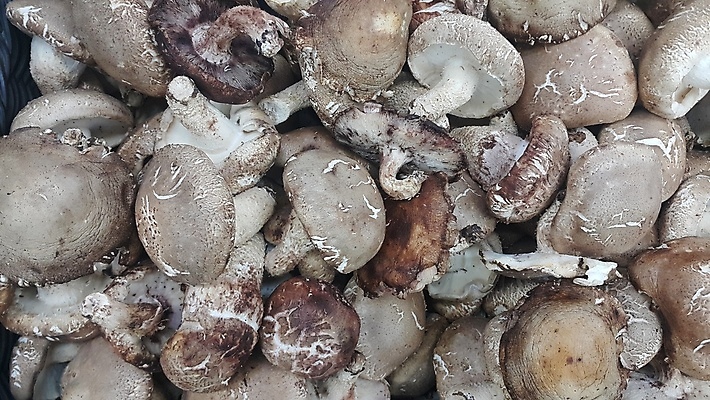 포토 JPG 해외이미지 음식 다이어트 재료 건강 요리 사람없음 우주 주방 일본 버섯 흰색 시골 신선 다발 오브젝트 유기농 날것 곰팡이 단백질 생식 식용 채식주의자 일본음식 스타일 카피스페이스 해외포토 웰빙 아시아 컬러 공백 채식 영양소 파일형식 이미지허브