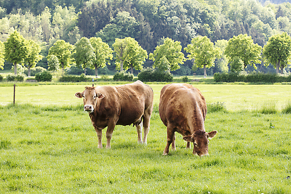 포토 JPG 해외이미지 식물 동물 1 응시 야생동물 선 음식 백그라운드 밭 농업 포유류 자연 육류 풍경 사람없음 빨간색 초록색 여름 농장 갈색 머리 마을 소고기 시골 소 닫기 방목 땅 먹기 브라질 밭일 해외포토 시선 계절 산업 컬러 식재료 모션 신체부위 남아메리카 축산업 생태계 파일형식 이미지허브