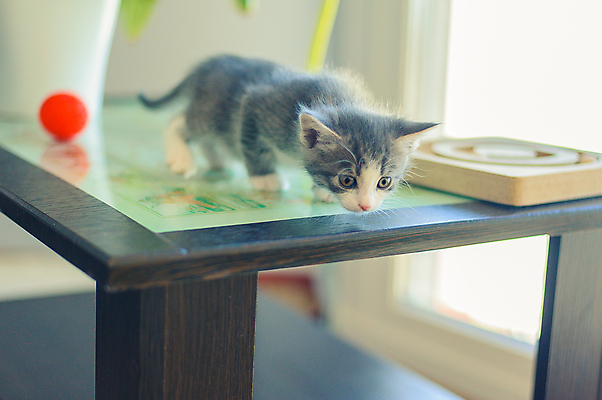 포토 JPG 해외이미지 동물 얼굴 가구 백그라운드 잎 지도 거실 공 포유류 유리 휴식 주택 털 앉기 사람없음 목재 빨간색 빛 반려동물 장난감 고양이 회색 모피 호기심 냄새 솜털 해외포토 나무 식물 감정 컬러 생활용품 컨셉 재료 모션 재질 건물 신체부위 파일형식 이미지허브