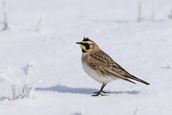 포토 JPG 해외이미지 동물 1 계절 남자 야생동물 백그라운드 겨울 밭 날개 자연 조류 뿔 앉기 사람없음 야외 컬러풀 노란색 환경 추위 흰색 작음 깃털 꼬리 부리 서식지 계산서 내추럴 2월 동물상 땅바닥 워싱턴 해외포토 컬러 농업 모션 바닥 사람 조형물 미국 날짜 크기 생태계 파일형식 이미지허브