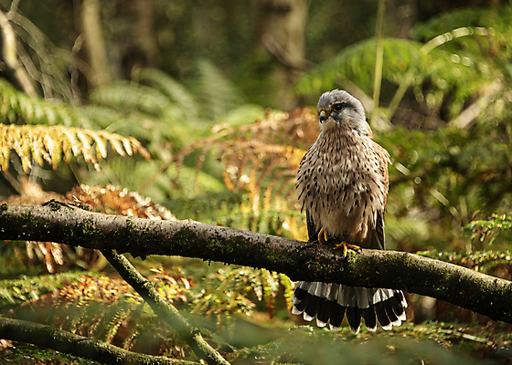 포토 JPG 해외이미지 동물 응시 남자 유럽 얼굴 야생동물 백그라운드 날개 모션 자연 조류 사람없음 야외 초록색 갈색 머리 덮개 흰색 닫기 먹이 깃털 사냥 부리 육식동물 리프트 사냥꾼 내추럴 동물상 블러 해외포토 직업 시선 나라 컬러 사람 신체부위 조형물 뚜껑 생태계 파일형식 이미지허브