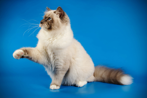 포토 JPG 해외이미지 한마리 사람없음 파란색 반려동물 고양이 네바마스커레이드 해외포토 동물 1 컬러 포유류 파일형식 이미지허브