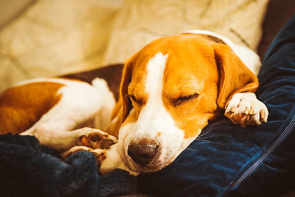 포토 JPG 해외이미지 동물 여유 백그라운드 컨셉 포옹 주택 사람없음 빛 반려동물 소파 잠 개 달콤 스마트 순수 사냥개 비글 송곳니 내추럴 기르기 유래 테마 해외포토 감정 의자 포유류 안기 건물 맛 치아 돌봄 파일형식 이미지허브