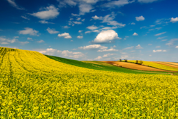 포토 JPG 해외이미지 식물 구름 계절 꽃 패턴 밭 농업 자연 하늘 씨앗 풍경 사람없음 야외 초록색 파란색 농작물 농장 농경지 노란색 환경 봄 목장 에너지 수확 성장 벚꽃 시골 개화 땅 유채 그림 에코 장면 폴란드 내추럴 밭일 생태학 카놀라 세련 해외포토 자연요소 교육 유럽 산업 컬러 무늬 생태계 파일형식 이미지허브