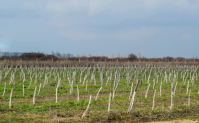포토 JPG 해외이미지 나무 식물 계절 잎 겨울 농업 과일 자연 새로움 사람없음 목재 초록색 농작물 정원 흙 봄 기구 나뭇가지 잡기 사과 과수원 자르기 만취 준비 나무껍질 돌봄 심기 줄서기 세련 해외포토 산업 컬러 컨셉 재료 모션 껍질 생태계 술취함 파일형식 이미지허브
