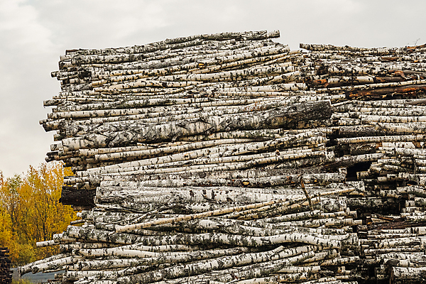 포토 JPG 해외이미지 나무 산업 비즈니스 자연 건조 사람없음 야외 목재 쌓기 환경 에너지 시골 그룹 제조 주식 숲 장작 가난 자르기 준비 생태계 날것 통나무 나무껍질 연료 자작나무 자원 잡동사니 흙더미 다리찢기 내추럴 벌목 수목 개조 해외포토 식물 컨셉 재료 모션 금융 흙 껍질 파일형식 더미 이미지허브