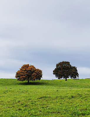 포토 JPG 해외이미지 나무 구름 커플 계절 공원 단풍 잎 2 밭 자연 건조 풍경 사람없음 야외 목재 초록색 햇빛 평화 환경 침묵 고요 가을 시골 고독 숲 11월 언덕 수평선 해외포토 자연요소 식물 공공시설 감정 컬러 컨셉 농업 재료 관계 태양 소리 날짜 생태계 파일형식 이미지허브