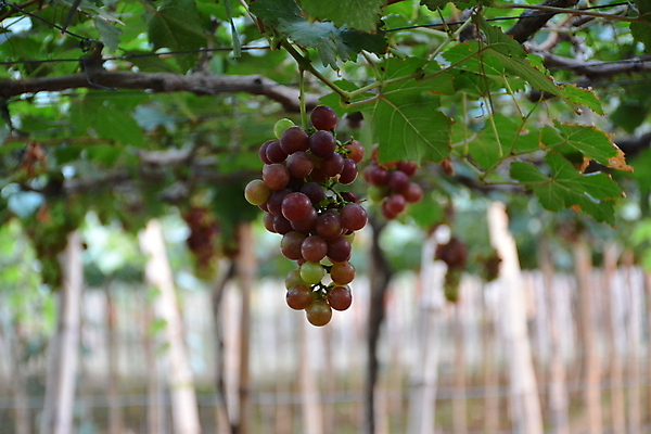 포토 JPG 해외이미지 식물 아시아 음식 잎 과일 자연 포도 디저트 매달리기 씨앗 사람없음 초록색 농장 보라색 주스 시골 신선 원형 선택 먹기 토막 내추럴 해외포토 도형 나라 음료 컬러 컨셉 농업 모션 생태계 파일형식 이미지허브