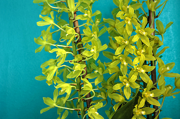 포토 JPG 해외이미지 식물 꽃 사람없음 난초 이국적 해외포토 파일형식 이미지허브