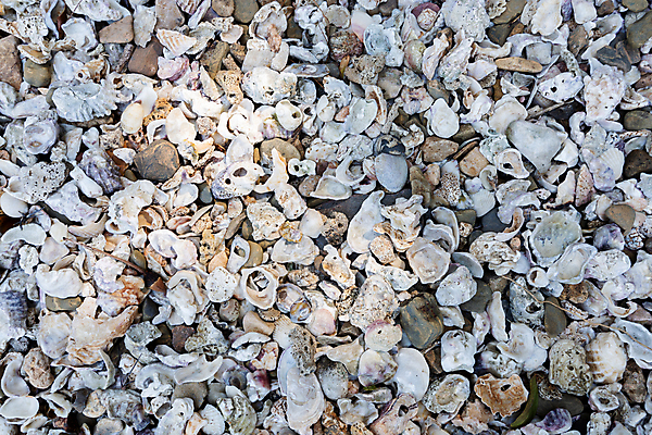 포토 JPG 해외이미지 모래 바다 자연 해변 사람없음 껍질 해외포토 생태계 파일형식 이미지허브