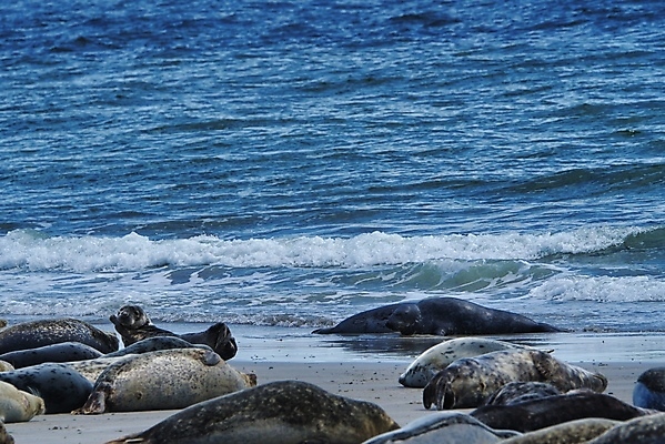 포토 JPG 해외이미지 동물 유럽 야생동물 모래 파도 바다 섬 포유류 자연 털 독일 종류 성인 사람없음 야외 물 파란색 머리 수영 회색 만 물개 북쪽 대서양 내추럴 해외포토 자연요소 나라 컬러 사람 신체부위 바다동물 수상스포츠 방향 생태계 파일형식 이미지허브