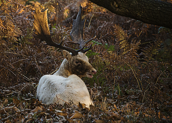 포토 JPG 해외이미지 나무 동물 공원 남자 실루엣 야생동물 백그라운드 포유류 자연 아침 사슴 영국 털 뿔 풍경 사람없음 목재 머리 달러 가을 게임 숲 바퀴자국 트로피 꼬리 사냥 내추럴 무료 암사슴 스코틀랜드 해외포토 주간 식물 계절 공공시설 유럽 돈 재료 자국 놀이 촬영기법 사람 신체부위 암컷 상_우승 생태계 파일형식 이미지허브