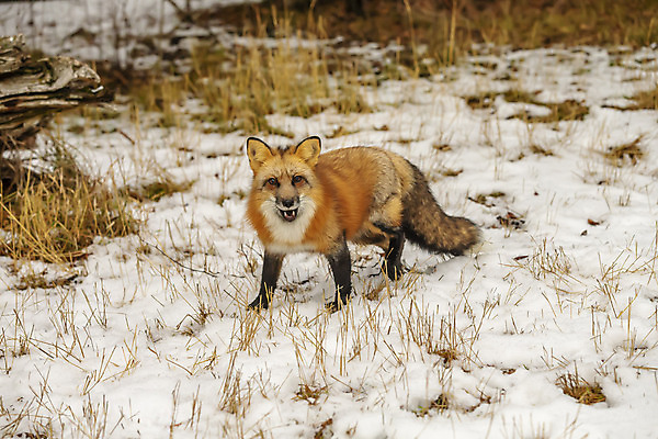 포토 JPG 해외이미지 동물 1 야생동물 북아메리카 겨울 포유류 아프리카 자연 생물 수염 동물원 종류 사람없음 야외 컬러풀 머리 검은색 고양이 줄무늬 점 숲 위험 큼 모피 사파리 여우 육식동물 사냥꾼 멸종 표범 송곳니 해외포토 직업 계절 나라 컬러 컨셉 무늬 아메리카 신체부위 반려동물 치아 크기 생태계 파일형식 이미지허브