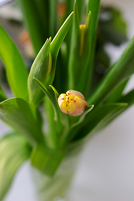 포토 JPG 해외이미지 식물 디자인 계절 꽃잎 꽃 줄기 분홍색 꽃다발 백그라운드 잎 꽃무늬 자연 유리 휴가 부활절 발렌타인데이 선물 사랑 사람없음 장식 빨간색 초록색 컬러풀 노란색 꽃병 보라색 봄 튤립 벚꽃 흰색 인사 신선 우아함 다발 배열 고립 해외포토 기념일 감정 컬러 컨셉 무늬 데이이벤트 재질 예절 생태계 파일형식 이미지허브