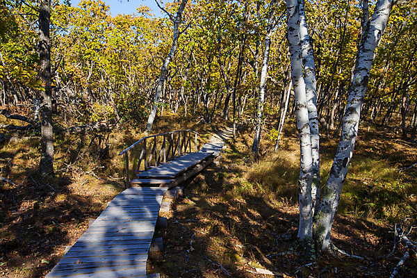 포토 JPG 해외이미지 나무 자연 국립공원 풍경 사람없음 목재 노란색 가을 숲 그림 러시아 이웃 예약 공터 내추럴 랜드마크 보호구역 해외포토 식물 계절 공원 유럽 컬러 재료 생태계 구역 파일형식 이미지허브
