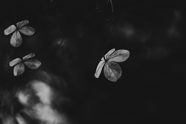 포토 JPG 해외이미지 식물 계절 꽃잎 꽃 사람없음 갈색 정원 가을 12월 11월 10월 해외포토 컬러 날짜 파일형식 이미지허브