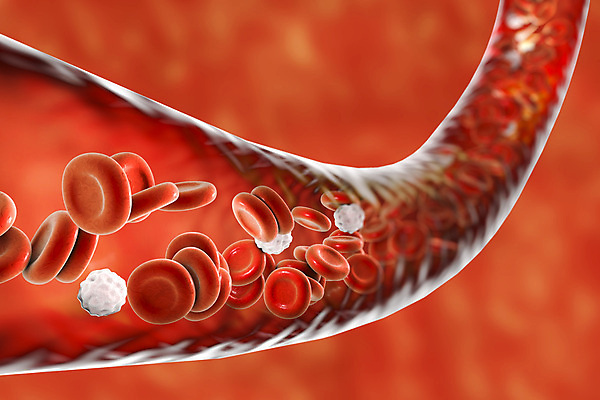 포토 JPG 해외이미지 세포 사람없음 3D 혈관 적혈구 혈구 백혈구 해외포토 장기_의학 디지털합성 파일형식 이미지허브