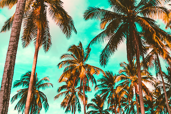 포토 JPG 해외이미지 주간 하늘 사람없음 야외 여름 야자수 여름풍경 해외포토 자연요소 나무 계절 풍경 파일형식 여름_계절 이미지허브