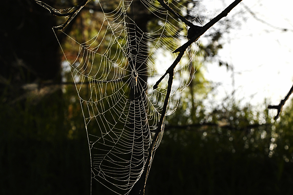 포토 JPG 해외이미지 식물 꽃 줄기 자연 사람없음 빛 태양 웹 실 그리너리 해외포토 자연요소 인터넷 생태계 파일형식 트랜드컬러 이미지허브