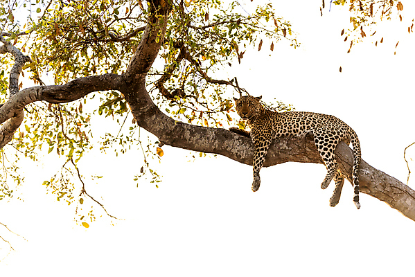 포토 JPG 해외이미지 나무 동물 1 응시 얼굴 야생동물 포유류 아프리카 자연 털 사람없음 야외 가로 고양이 사막 점 황무지 위험 큼 사파리 사냥 육식동물 위치 사냥꾼 표범 남쪽 내추럴 나미비아 남아프리카 보츠와나 웅장함 이국적 칼라하리 포식 힘찬 해외포토 식물 직업 시선 나라 컨셉 신체부위 반려동물 크기 방향 생태계 파일형식 이미지허브