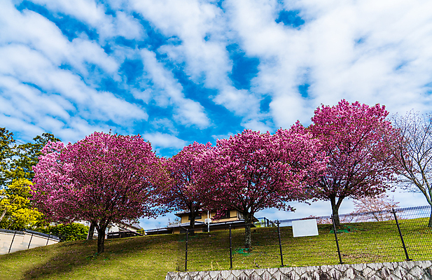 포토 JPG 해외이미지 나무 식물 구름 계절 공원 꽃 도로 분홍색 백그라운드 꽃무늬 자연 하늘 숙이기 3 풍경 경사 잔디 사람없음 옆모습 초록색 파란색 울타리 컬러풀 정원 일본 봄 벚꽃 나뭇가지 시골 신선 개화 체리 보행로 조경 장면 일반 내추럴 깊이 해외포토 자연요소 공공시설 아시아 길 뷰포인트 컬러 포즈 무늬 과일 교통시설 담장 생태계 파일형식 이미지허브