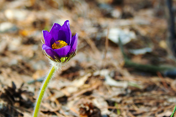 포토 JPG 해외이미지 식물 계절 꽃잎 꽃 분홍색 백그라운드 잎 꽃무늬 밭 자연 풍경 사람없음 야외 초록색 여름 파란색 태양 보라색 봄 들꽃 성장 벚꽃 개화 5월 제비꽃 묘사 내추럴 아네모네 해외포토 자연요소 컬러 무늬 농업 날짜 생태계 파일형식 이미지허브