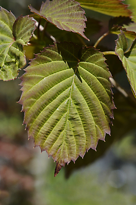 포토 JPG 해외이미지 나무 식물 잎 자연 사람없음 야외 초록색 정원 봄 닫기 해외포토 계절 컬러 모션 생태계 파일형식 이미지허브
