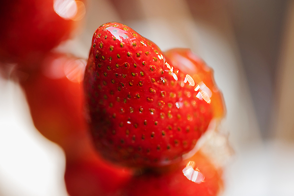 포토 JPG 해외이미지 딸기 디저트 사람없음 아웃포커스 빨간색 꼬치 달콤 길거리음식 탕후루 해외포토 음식 컬러 과일 촬영기법 간식 맛 파일형식 이미지허브
