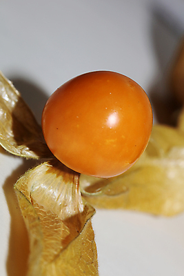 포토 JPG 해외이미지 식물 전통 계절 열매 꽃 음식 잎 다이어트 토마토 오렌지 과일 자연 탁자 디저트 건강 요리 사람없음 노란색 중국 놀람 껍질 신선 원형 체리 황금 달콤 맛 작음 망토 먹기 날것 구스베리 땅바닥 숙성 식용 이국적 페루 페스츄리 해외포토 도형 감정 아시아 빵 컬러 가구 컨셉 채소 모션 바닥 표정 남아메리카 크기 생태계 파일형식 이미지허브