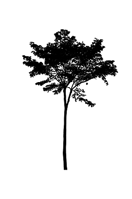 포토 JPG 해외이미지 모양 나무 식물 1 디자인 실루엣 줄기 백그라운드 잎 자연 추상 건조 흑백 미술 풍경 사람없음 목재 장식 환경 검은색 어둠 봄 성장 가을 흰색 나뭇가지 숲 수집 오브젝트 싱글 유기농 질감 생물학 내추럴 고립 생태학 엘리먼트 옛날 해외포토 웰빙 계절 교육 컬러 무늬 재료 문화예술 촬영기법 생태계 파일형식 이미지허브