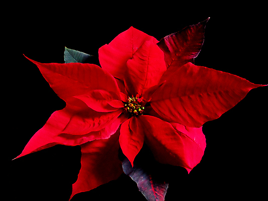 포토 JPG 해외이미지 크리스마스 겨울 검은배경 사람없음 하이앵글 포인세티아 해외포토 계절 기념일 꽃 뷰포인트 백그라운드 검은색 파일형식 이미지허브