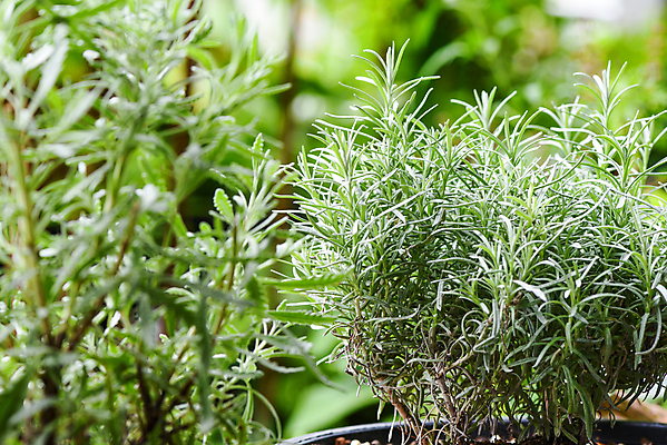 포토 JPG 해외이미지 식물 디자인 꽃 음식 잎 패턴 일러스트 재료 자연 건강 요리 사람없음 야외 목재 초록색 여름 약 정원 검은색 봄 성장 벚꽃 흰색 나뭇가지 신선 양념 조미료 냄비 정상 다발 허브 향신료 오브젝트 유기농 날것 향기 아로마 향 로즈메리 내추럴 해외포토 나무 웰빙 계절 컬러 무늬 의학 솥 생태계 냄새 향미료 파일형식 이미지허브