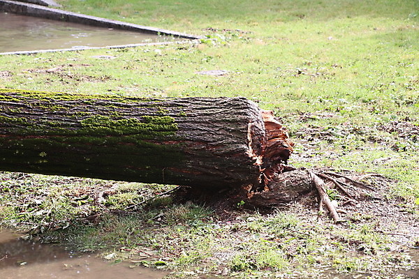 포토 JPG 해외이미지 나무 자연 바람 사람없음 야외 초록색 손상 나뭇가지 닫기 파편 위험 사건 폭풍 잡동사니 다리찢기 깨짐 단절 폭풍우 허리케인 해외포토 자연요소 식물 컬러 컨셉 모션 날씨 비_날씨 자연재해 생태계 파일형식 이미지허브