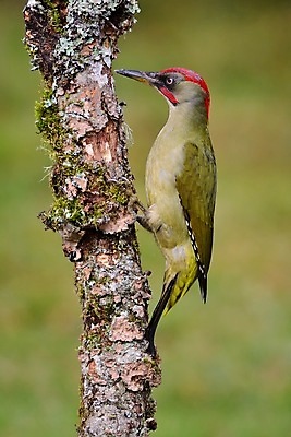 포토 JPG 해외이미지 나무 동물 남자 유럽 야생동물 백그라운드 자연 조류 사람없음 야외 빨간색 초록색 봄 숲 수유 해외포토 식물 계절 나라 컬러 사람 생태계 파일형식 이미지허브