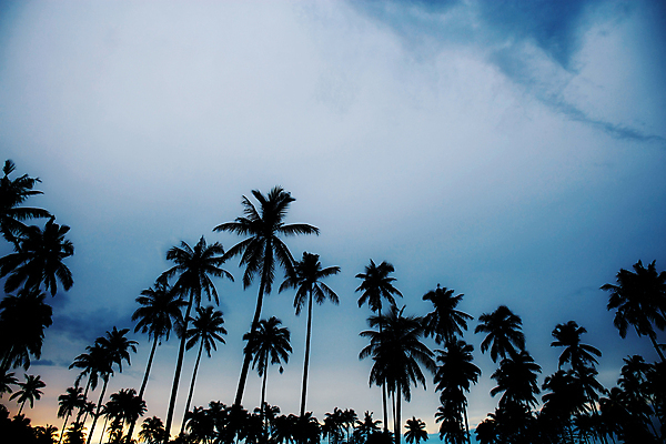 포토 JPG 해외이미지 나무 구름 계절 실루엣 아시아 바다 섬 여행 백그라운드 잎 태국 자연 하늘 휴가 휴식 손바닥 미술 동양인 사람없음 야외 여름 파란색 야자수 햇빛 태양 일출 검은색 일몰 새벽 흰색 휴양지 코코넛 내추럴 파라다이스 파스텔톤 해외포토 자연요소 식물 손 나라 컬러 컨셉 과일 문화예술 촬영기법 인종 노을 장소 생태계 파일형식 이미지허브