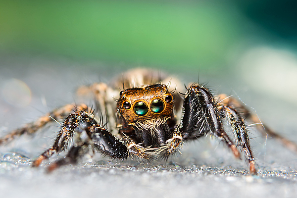 포토 JPG 해외이미지 백그라운드 자연 사람없음 야외 점프 거미 해외포토 곤충 모션 생태계 파일형식 이미지허브