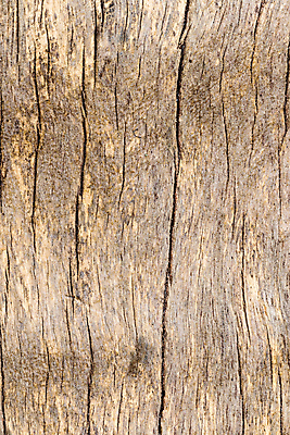 포토 JPG 해외이미지 나무 식물 디자인 벽 가구 백그라운드 패턴 곡선 자연 벽지 표면 추상 바닥 주택 사람없음 목재 장식 빨간색 갈색 줄무늬 수확 소나무 판넬 거친 균열 묘사 질감 복고 통나무 먼지 잡동사니 거짓 수목 엘리먼트 옛날 해외포토 선 컬러 생활용품 무늬 농업 재료 모션 건물 생태계 파일형식 이미지허브