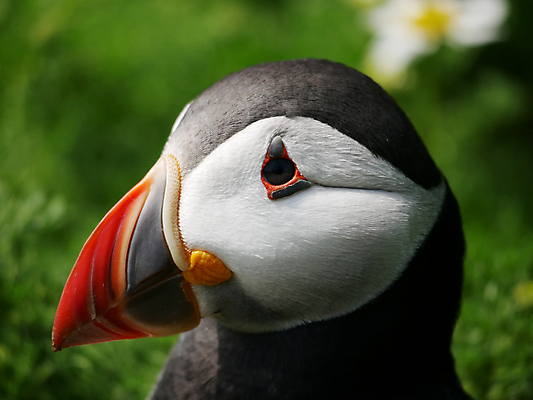 포토 JPG 해외이미지 야생동물 섬 자연 조류 영국 웨일즈 사람없음 펨브룩셔 해외포토 동물 유럽 생태계 파일형식 이미지허브