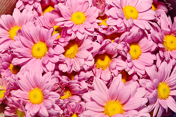 포토 JPG 해외이미지 식물 꽃 벽 분홍색 꽃다발 백그라운드 잎 꽃무늬 사람없음 장식 빨간색 초록색 컬러풀 노란색 꽃병 침묵 봄 활발 벚꽃 인사 신용카드 매끈함 질감 데이지 거베라 내추럴 정물화 스타일 해외포토 계절 컬러 컨셉 무늬 금융 소리 예절 감각 그림 파일형식 이미지허브