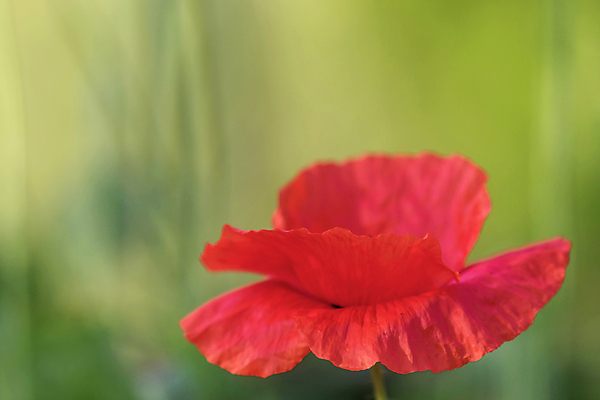 포토 JPG 해외이미지 식물 1 디자인 계절 꽃잎 꽃 백그라운드 꽃무늬 밭 자연 사람없음 야외 장식 빨간색 초록색 컬러풀 우주 정원 봄 들꽃 벚꽃 시골 신선 뜨거움 개화 심볼 싱글 양귀비 내추럴 추모 해외포토 컬러 무늬 농업 생태계 파일형식 이미지허브