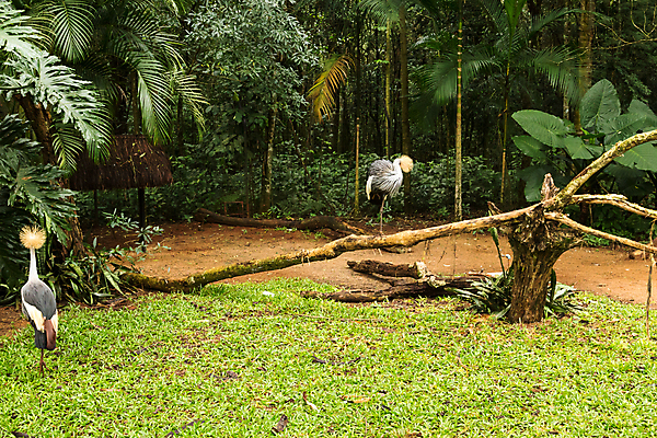 포토 JPG 해외이미지 동물 야생동물 여행 오렌지 자연 조류 사람없음 컬러풀 미국 폭포 숲 열대우림 부리 브라질 남쪽 내추럴 아마존 이국적 해외포토 컬러 북아메리카 과일 남아메리카 방향 생태계 파일형식 이미지허브