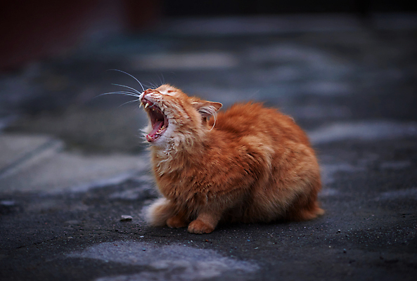 포토 JPG 해외이미지 주간 한마리 거리 앉기 사람없음 야외 아웃포커스 반려동물 고양이 하품 길바닥 해외포토 자연요소 동물 1 포유류 모션 바닥 촬영기법 생리현상 파일형식 이미지허브