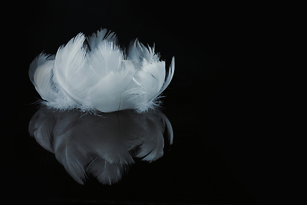 포토 JPG 해외이미지 실루엣 날개 상상 불꽃 왕관 천사 요정 사람없음 물 반짝임 평화 수영 고요 꿈 물방울 황금 우아함 확대 매끈함 순수 깃털 심플 백조 윤곽 부드러움 공상 깃털펜 깊이 단아함 슬라이드 천진난만 취급주의 카피스페이스 해외포토 자연요소 컨셉 모션 조류 불 촬영기법 경고 펜 공백 수상스포츠 감각 파일형식 이미지허브