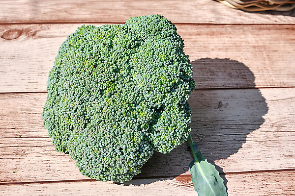 포토 JPG 해외이미지 식물 라이프스타일 음식 줄기 백그라운드 잎 농업 다이어트 채소 재료 자연 건강 사람없음 초록색 여름 정원 저녁식사 샐러드 나뭇가지 신선 맛 브로콜리 다발 먹기 오브젝트 유기농 양배추 날것 국산 내추럴 생식 숙성 채식주의자 비건 해외포토 나무 웰빙 계절 산업 컬러 컨셉 모션 생활 식사 생태계 채식 파일형식 이미지허브