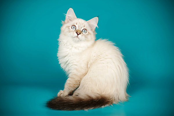 포토 JPG 해외이미지 한마리 사람없음 파란색 반려동물 고양이 네바마스커레이드 해외포토 동물 1 컬러 포유류 파일형식 이미지허브