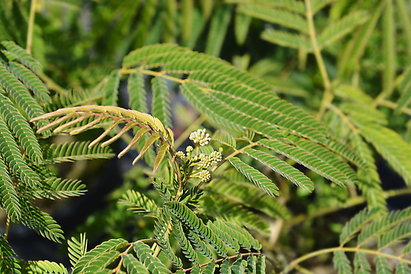포토 JPG 해외이미지 식물 꽃 잎 자연 사람없음 야외 초록색 여름 정원 닫기 해외포토 계절 컬러 모션 생태계 파일형식 이미지허브