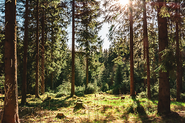 포토 JPG 해외이미지 나무 식물 유럽 여행 낙엽 자연 독일 풍경 사람없음 야외 초록색 컬러풀 햇빛 태양 환경 봄 소나무 황무지 숲 침엽수 삼림지대 해외포토 자연요소 계절 나라 컬러 잎 생태계 파일형식 이미지허브