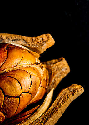 포토 JPG 해외이미지 나무 식물 음식 백그라운드 과일 재료 자연 건조 건강 씨앗 사람없음 목재 갈색 흰색 시골 허브 유기농 질감 내추럴 고립 꼬투리 해외포토 웰빙 컬러 생태계 파일형식 이미지허브